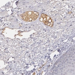 alpha 1-Microglobulin Antibody, Novus Biologicals 25 &mu;L; Unlabeled:Antibodies,